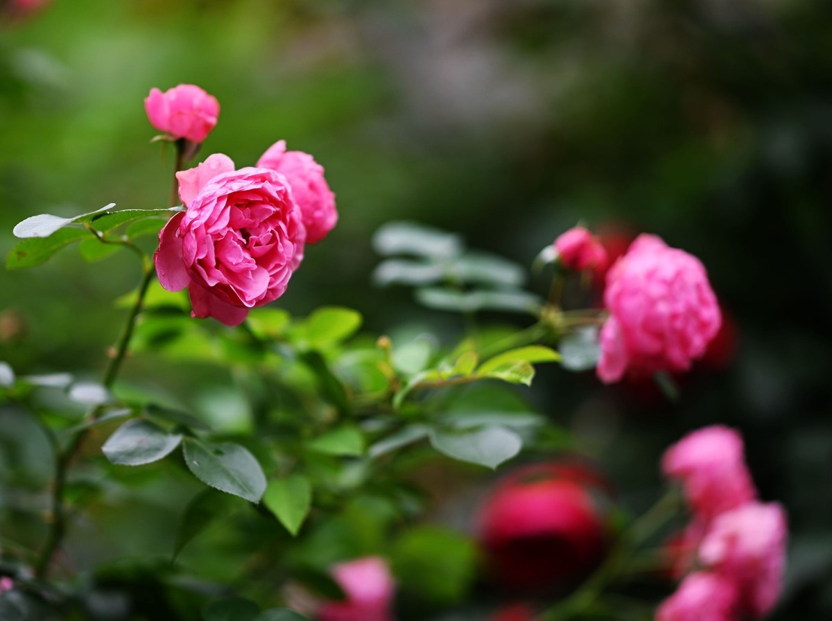 尼康ZF配二代FTZ转接环+105 1.4E随拍自家花卉2