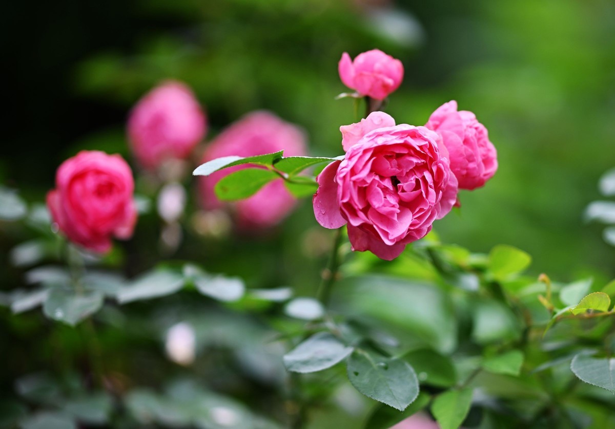 尼康ZF配二代FTZ转接环+105 1.4E随拍自家花卉2