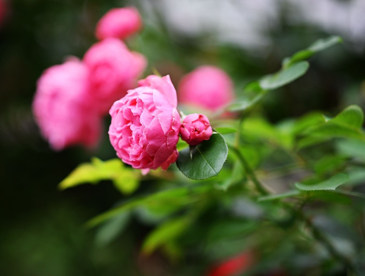 尼康ZF配二代FTZ转接环+105 1.4E随拍自家花卉2