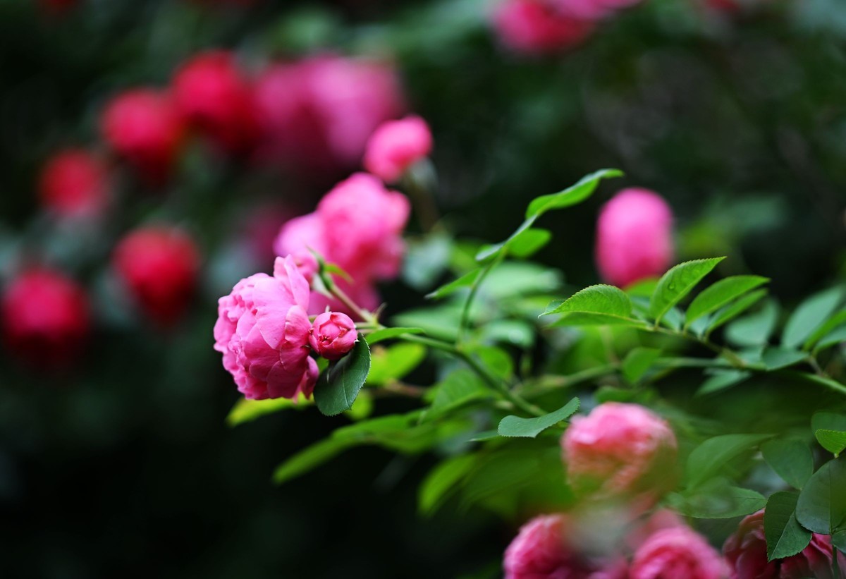 尼康ZF配二代FTZ转接环+105 1.4E随拍自家花卉2