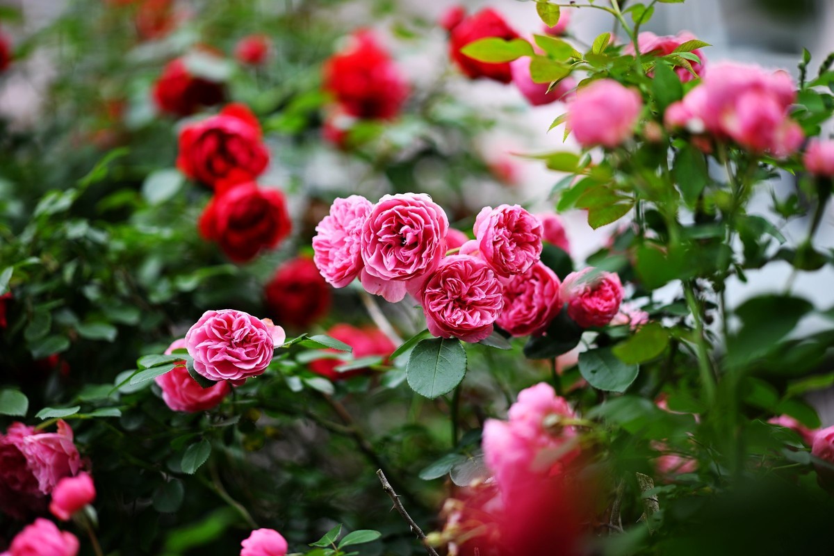 尼康ZF配二代FTZ转接环+105 1.4E随拍自家花卉2