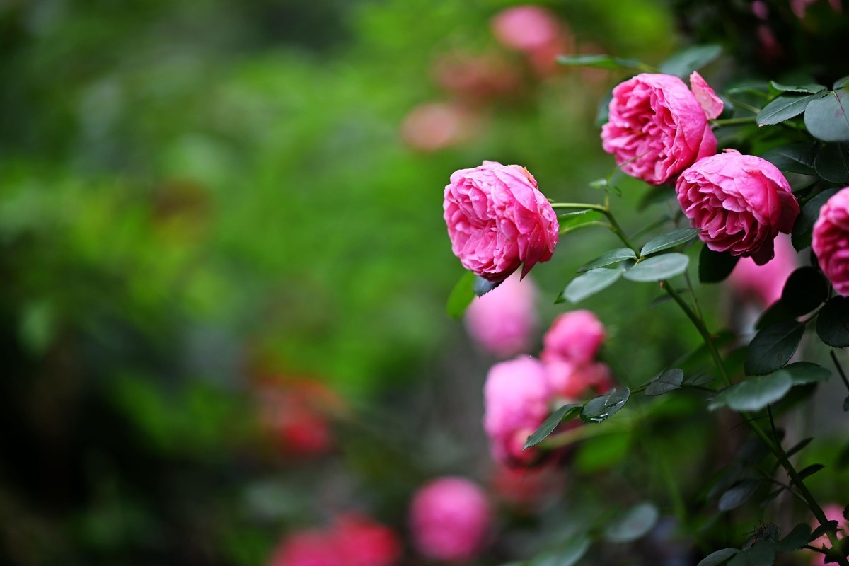 尼康ZF配二代FTZ转接环+105 1.4E随拍自家花卉2