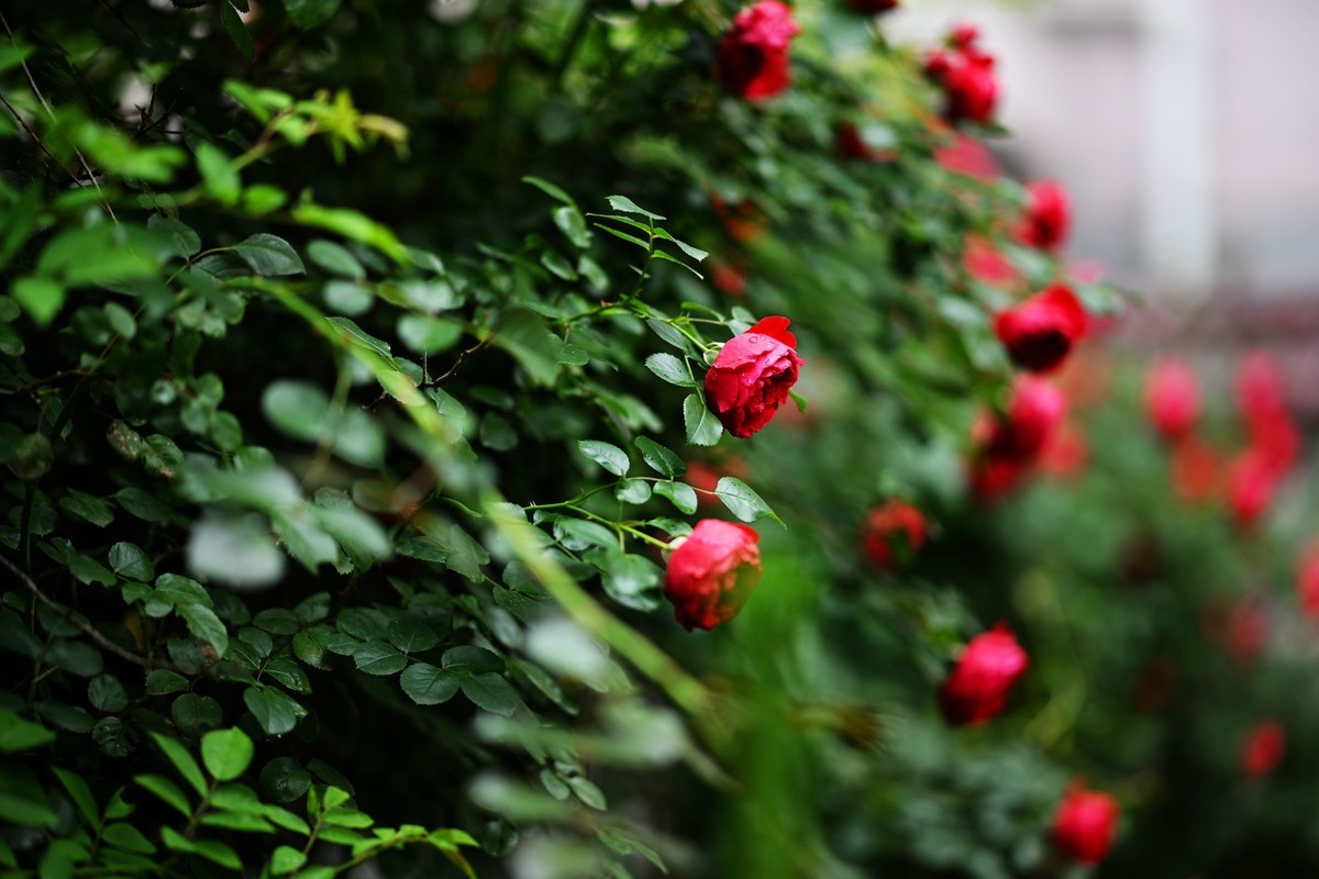 尼康ZF配二代FTZ转接环+105 1.4E随拍自家花卉2