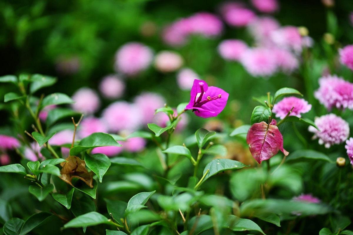 尼康ZF配二代FTZ转接环+105 1.4E随拍自家花卉2