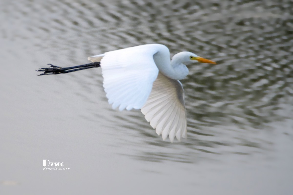蒙古贞白鹭洲（72）