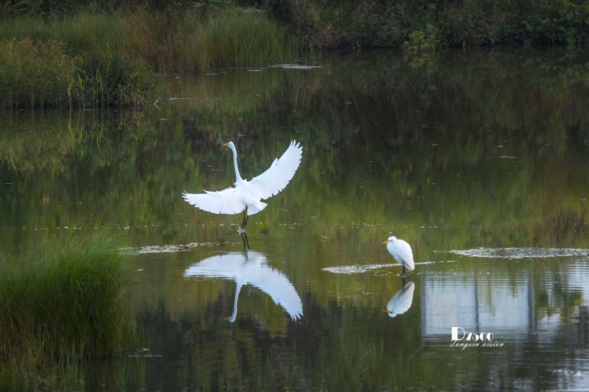 蒙古贞白鹭洲（72）