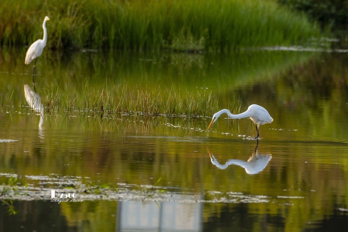 蒙古贞白鹭洲（72）