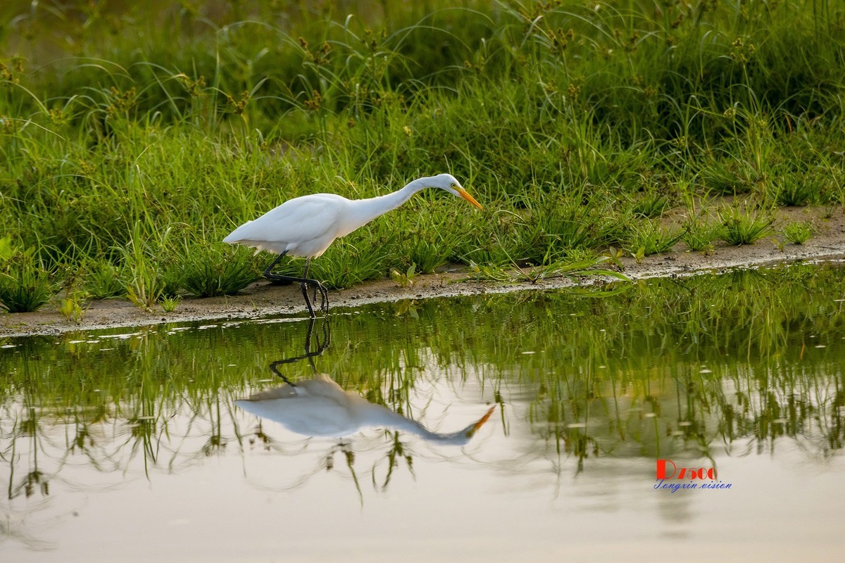 蒙古贞白鹭洲（72）