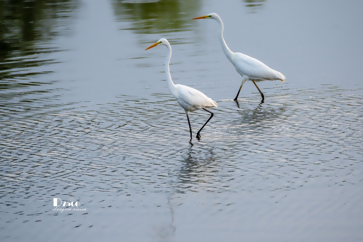 蒙古贞白鹭洲（72）