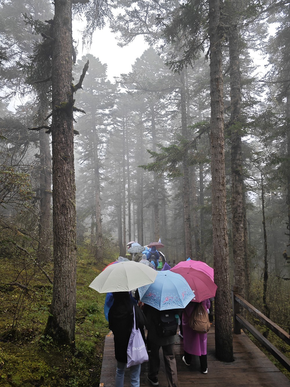 1025雨雾中的黄龙森林