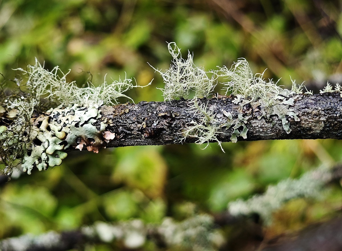 1025雨雾中的黄龙森林