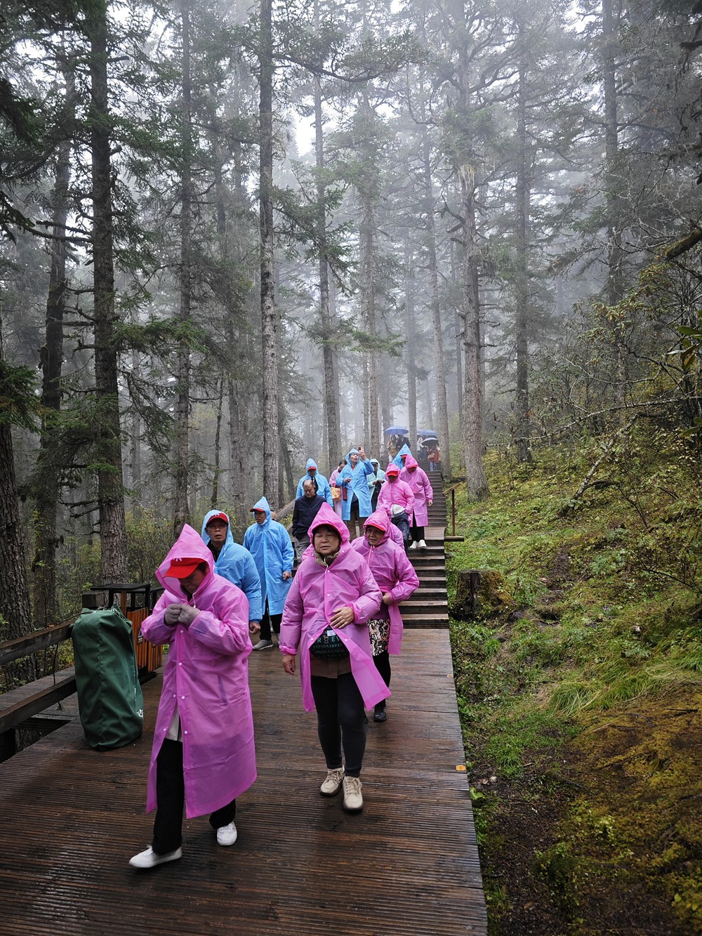 1025雨雾中的黄龙森林
