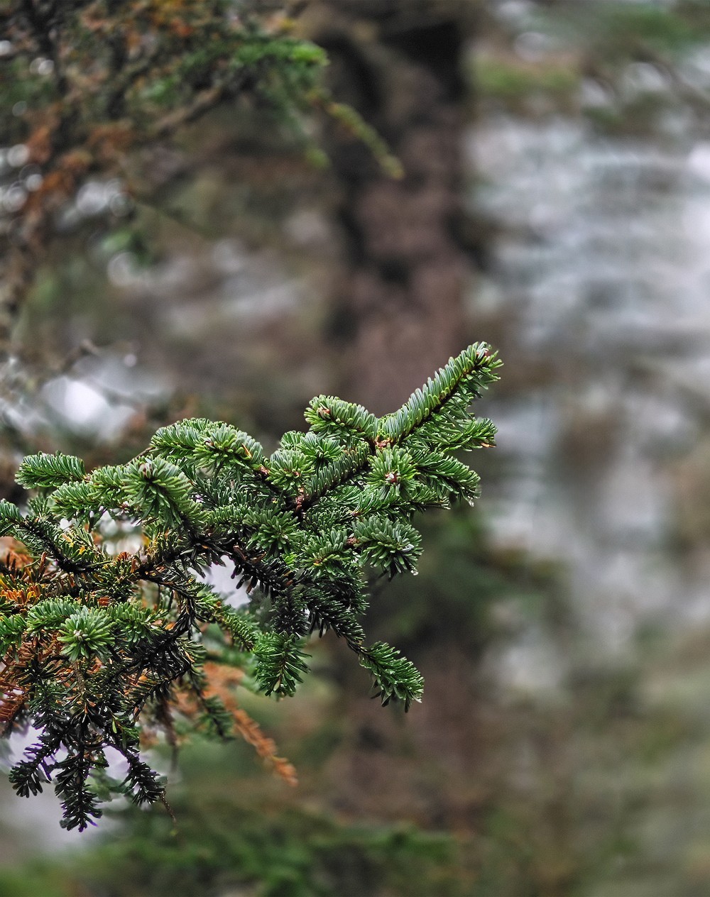 1025雨雾中的黄龙森林