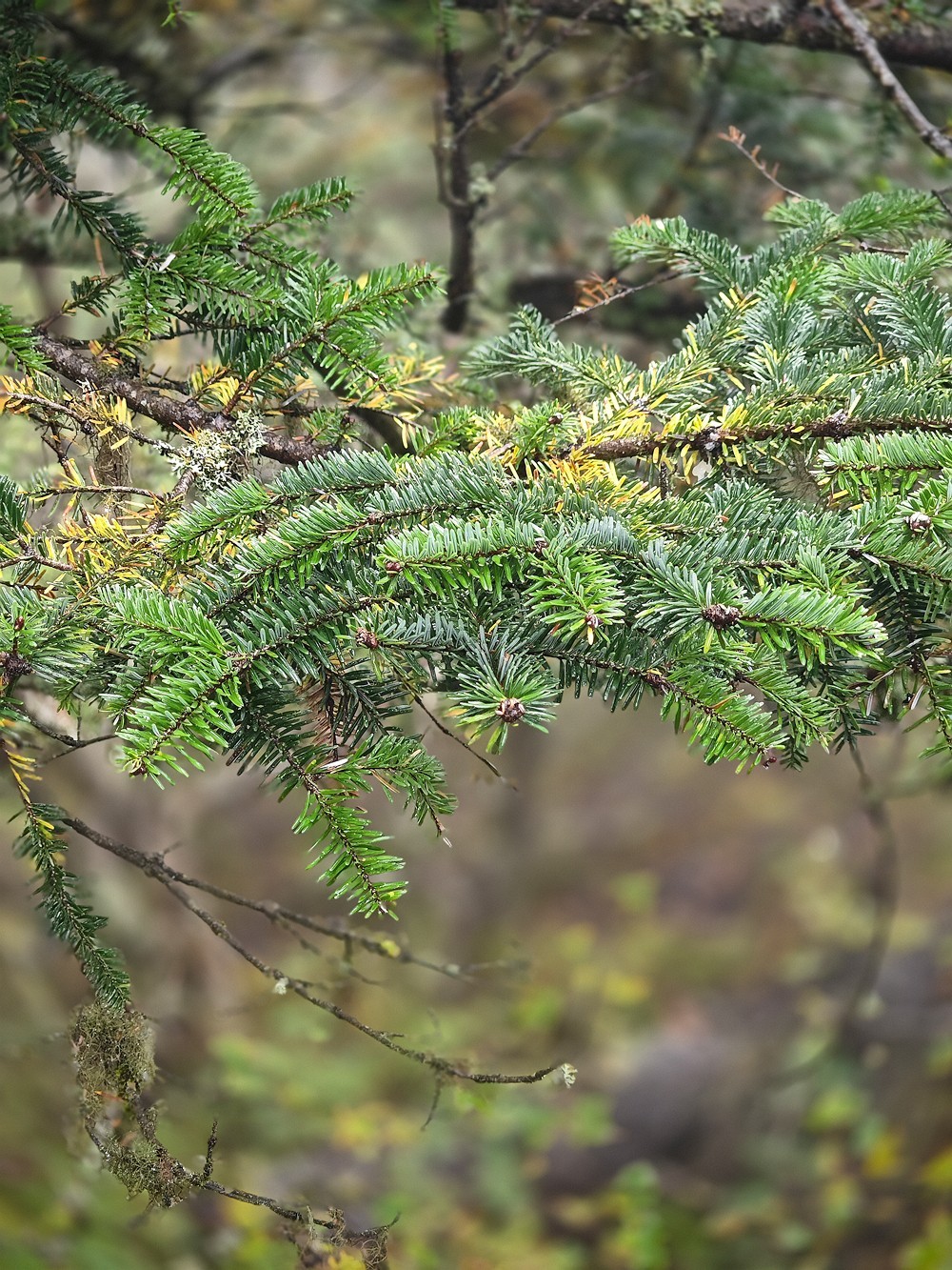 1025雨雾中的黄龙森林