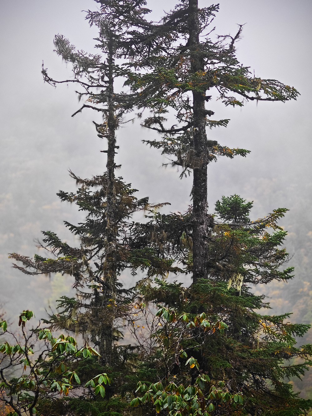 1025雨雾中的黄龙森林