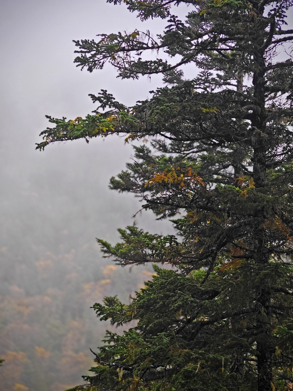 1025雨雾中的黄龙森林