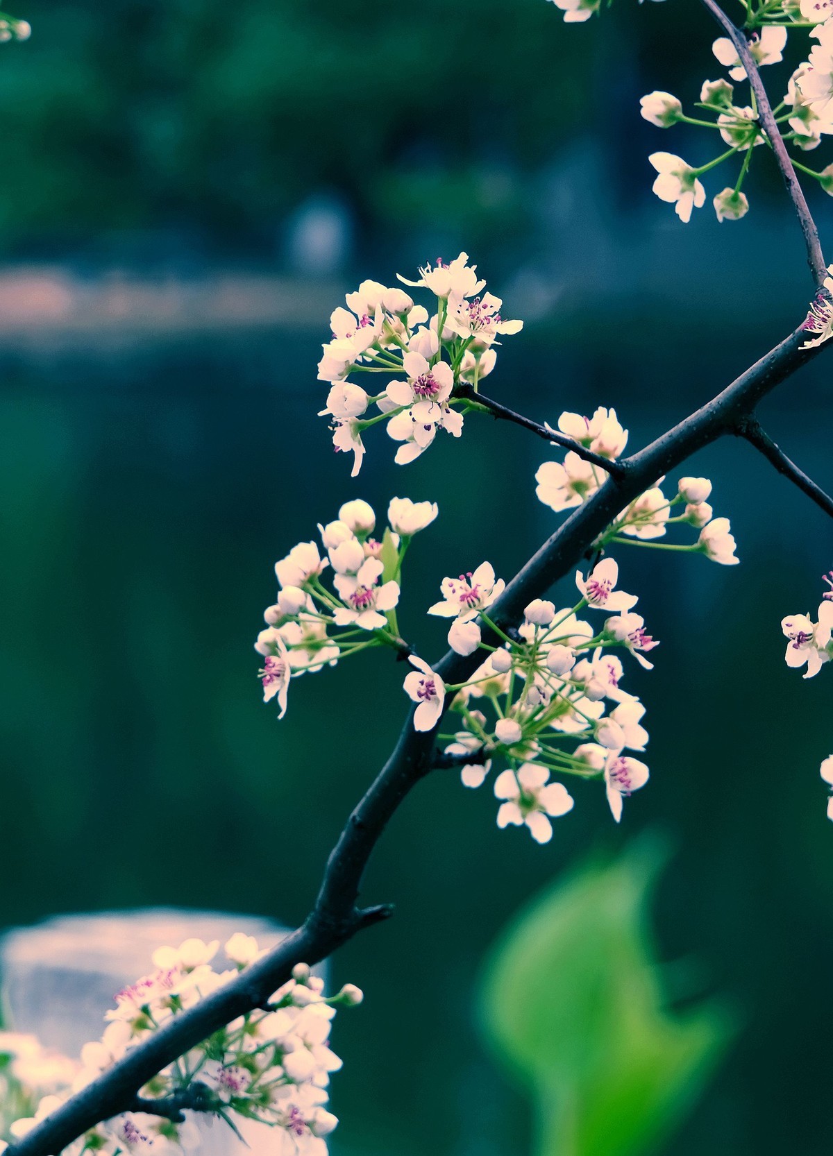 今日惊蛰∶梨花盛开。