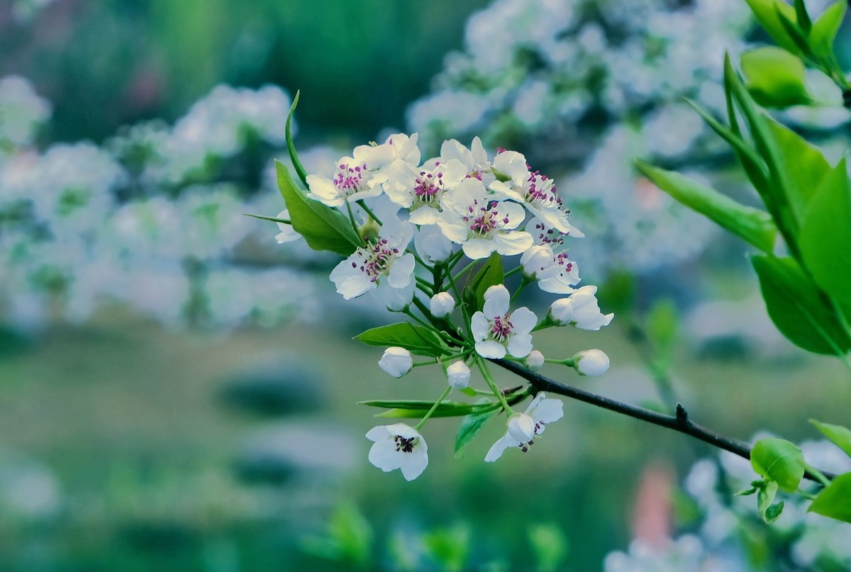 今日惊蛰∶梨花盛开。