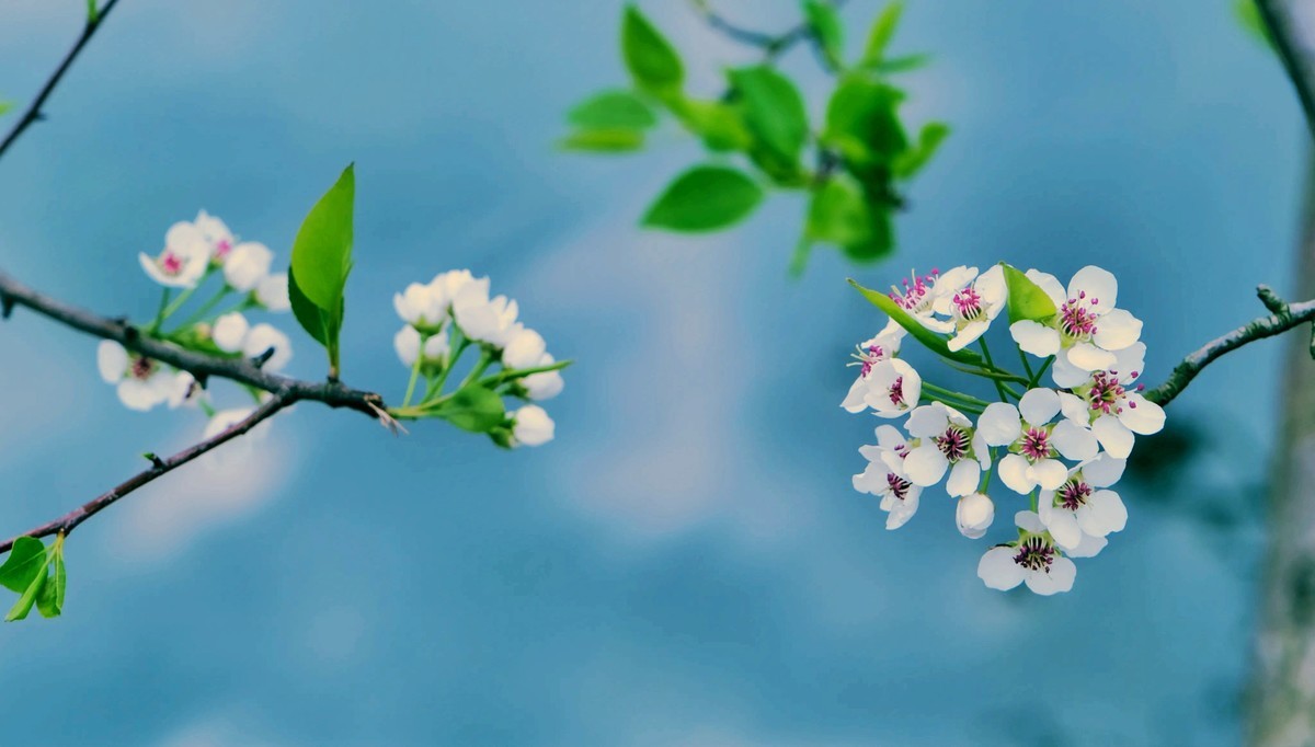 今日惊蛰∶梨花盛开。