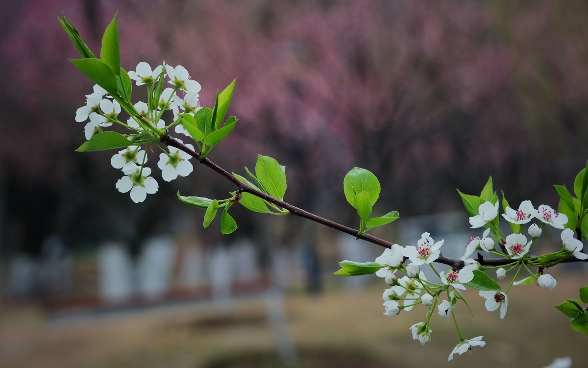 今日惊蛰∶梨花盛开。