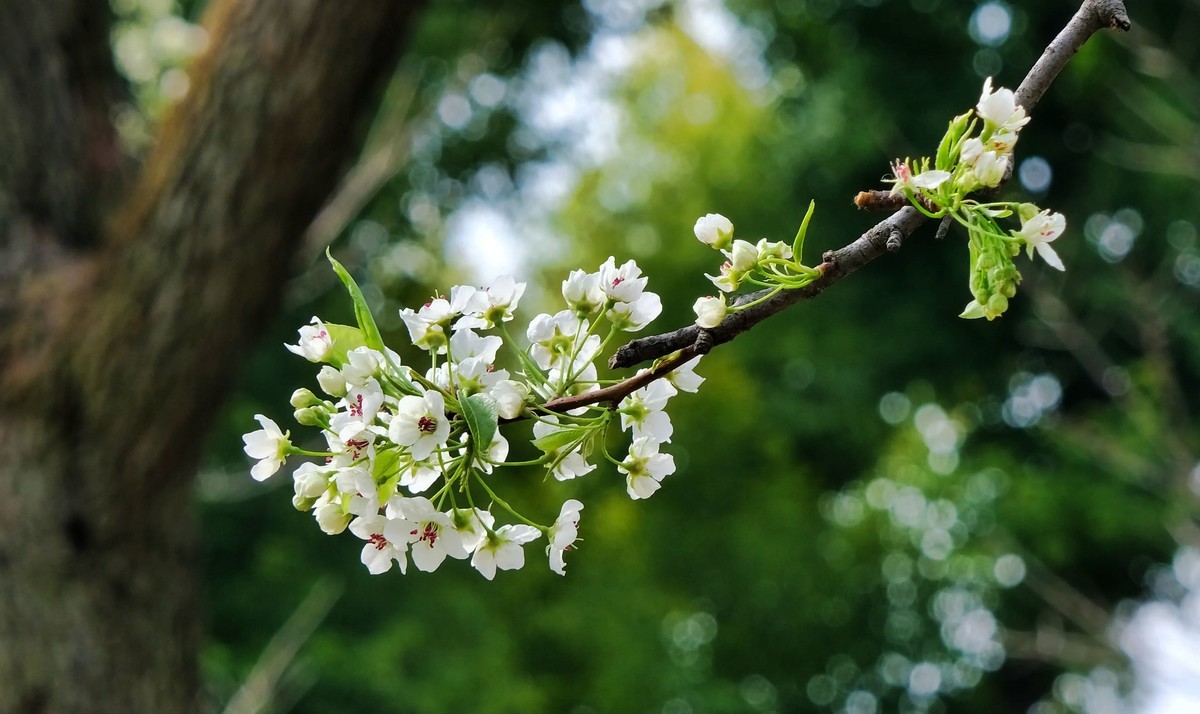 今日惊蛰∶梨花盛开。