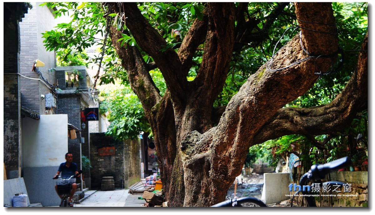 小洲村的大榕树