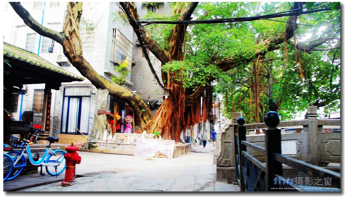 小洲村的大榕树