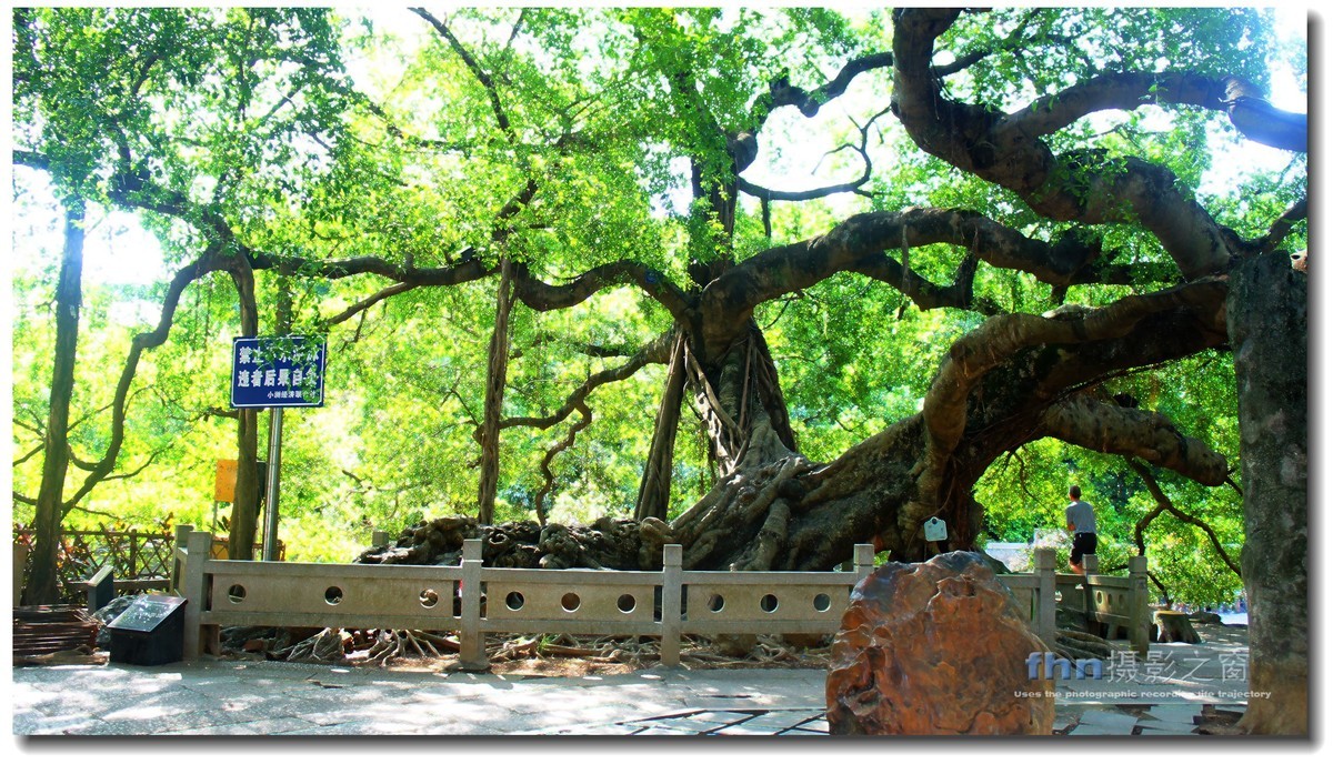 小洲村的大榕树