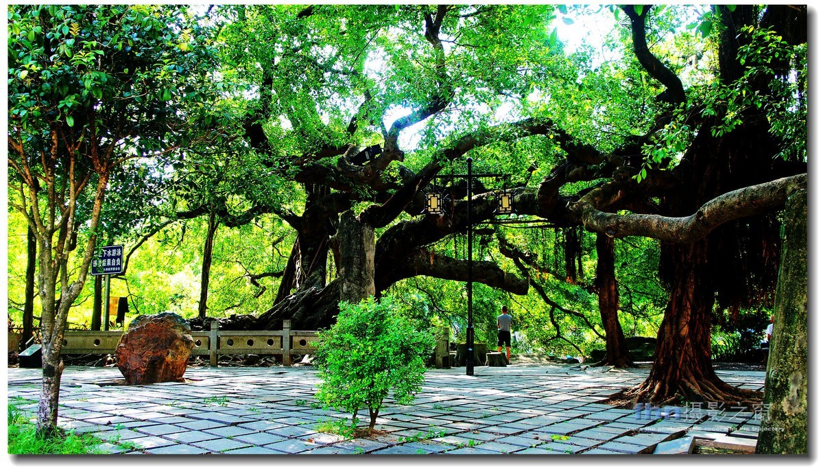 小洲村的大榕树