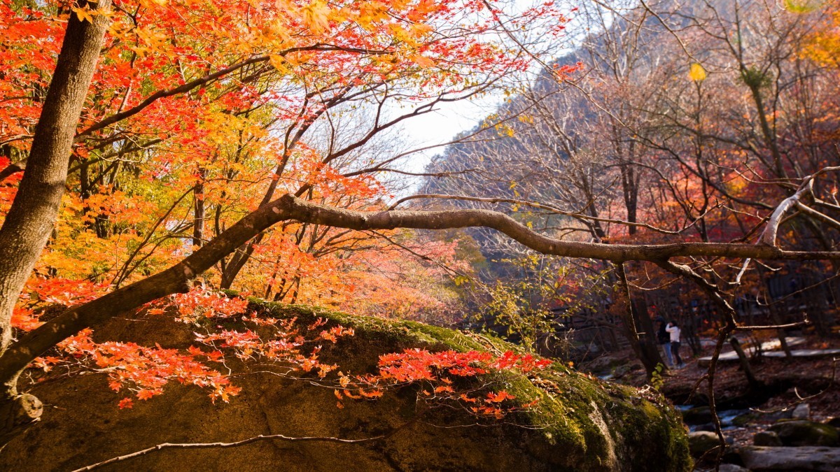 外出随拍（续311）.