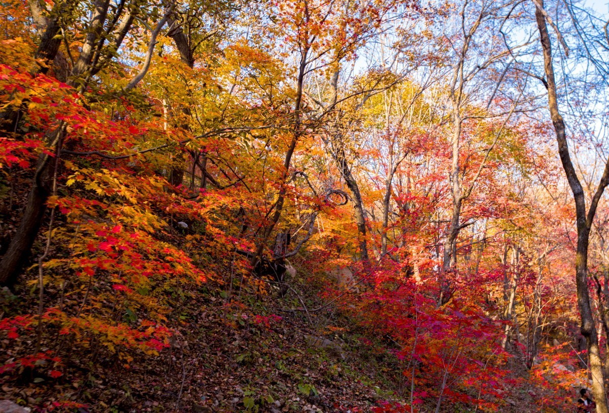 外出随拍（续311）.