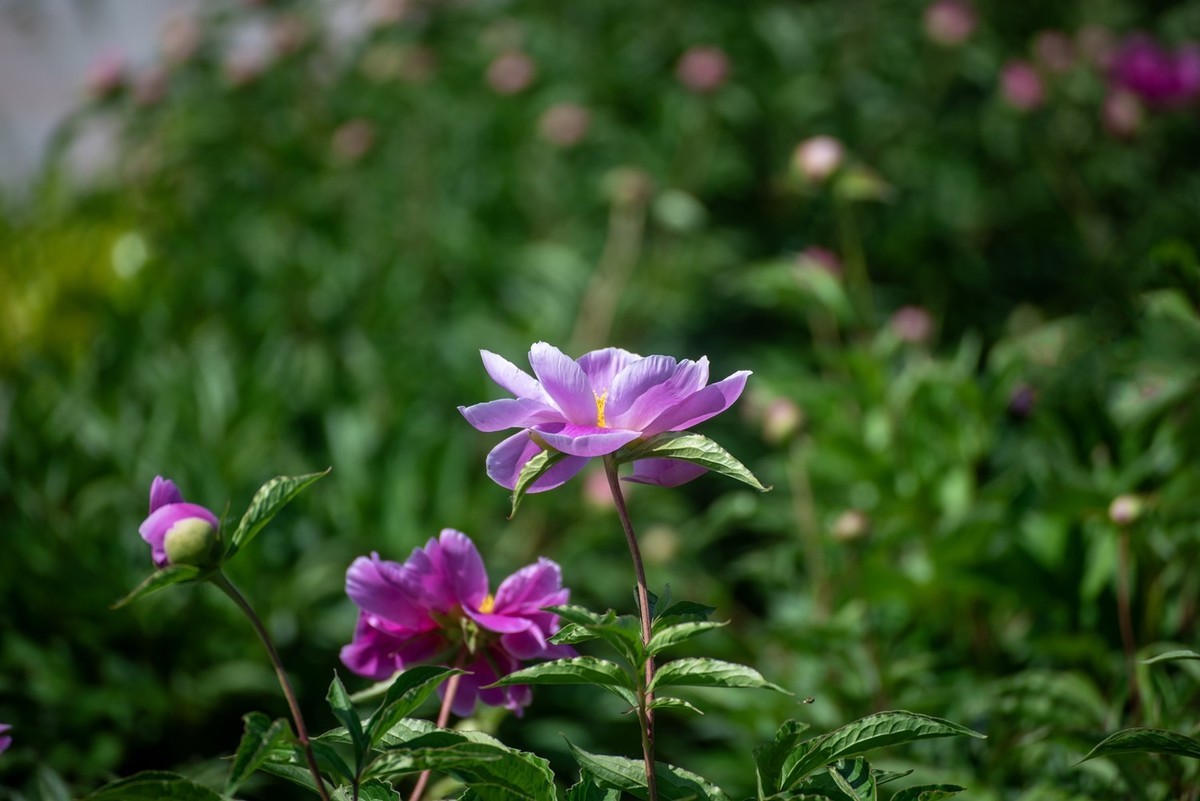 芍药（十二）