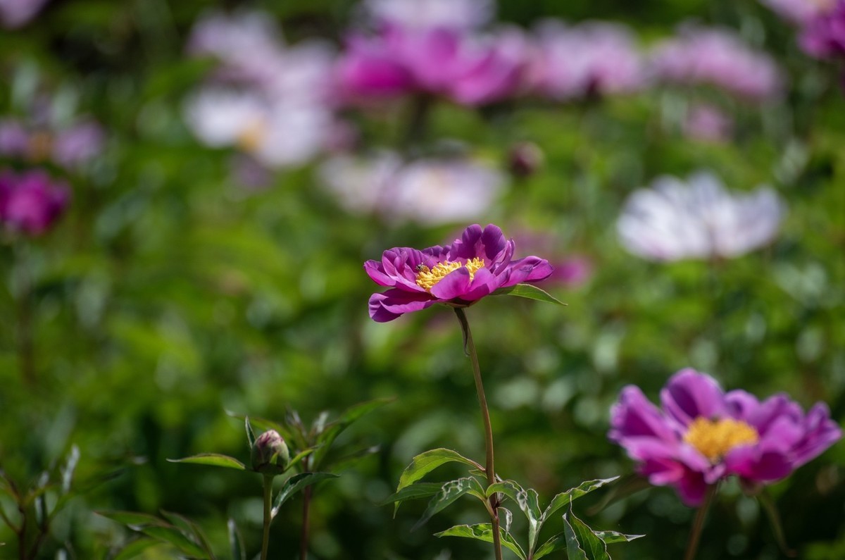 芍药（十四）