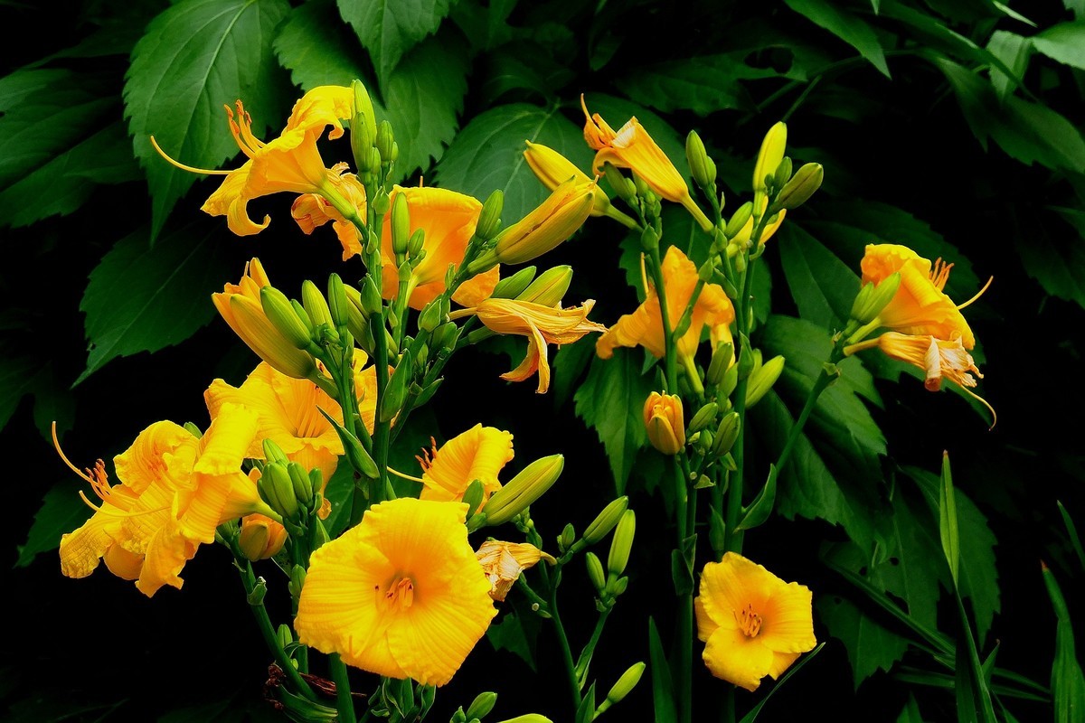 植物园随拍四（完）