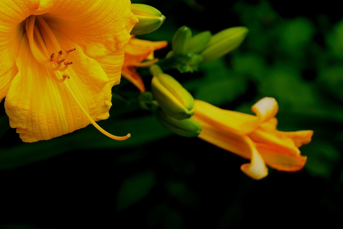 植物园随拍四（完）