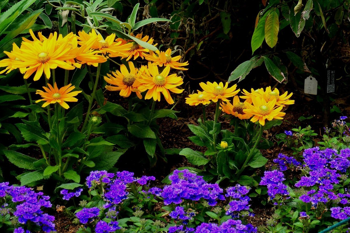 植物园随拍四（完）