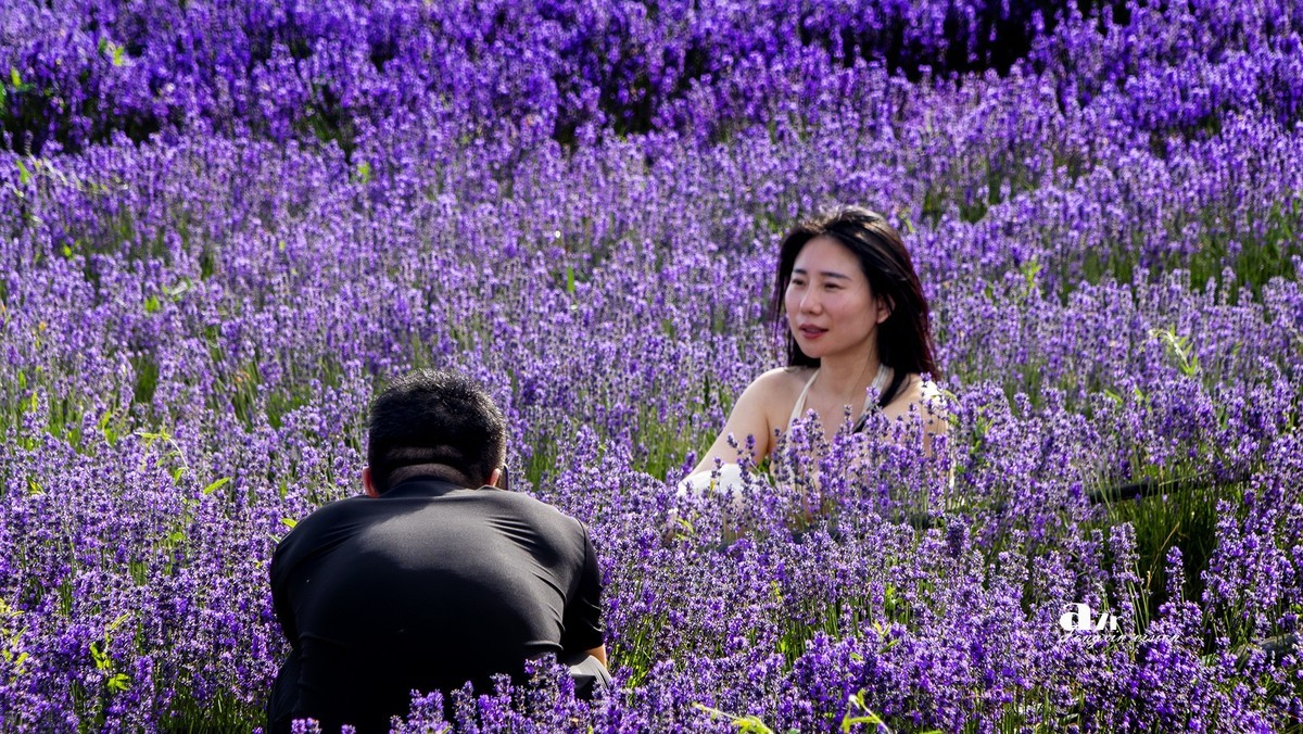 可克达拉薰衣草庄园（1）