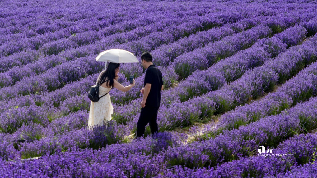 可克达拉薰衣草庄园（1）