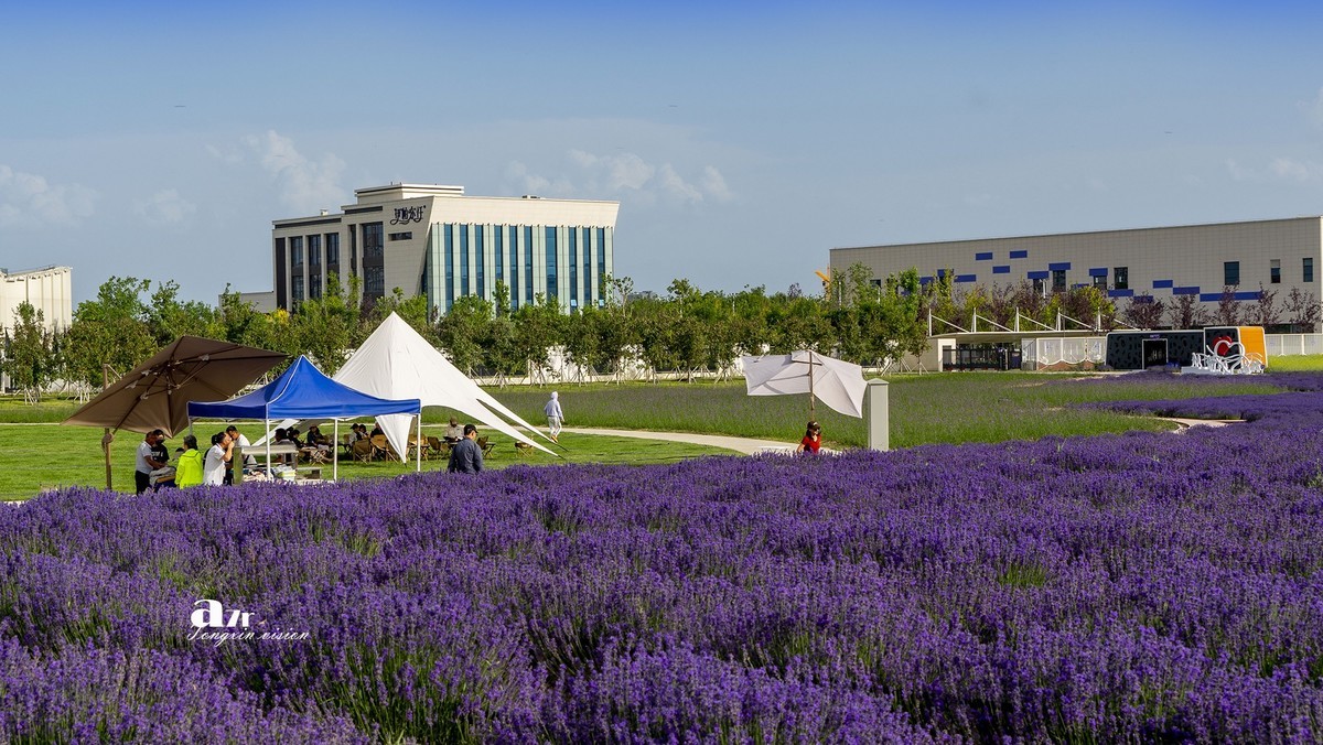 可克达拉薰衣草庄园（1）