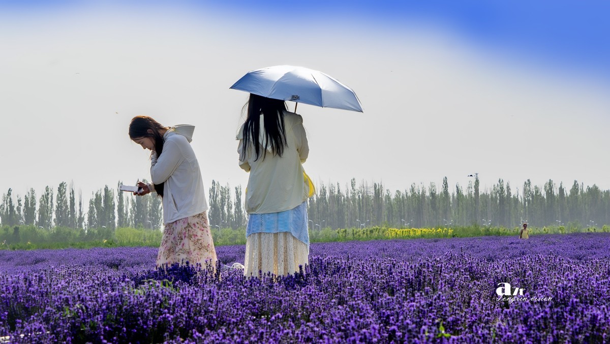 可克达拉薰衣草庄园（1）