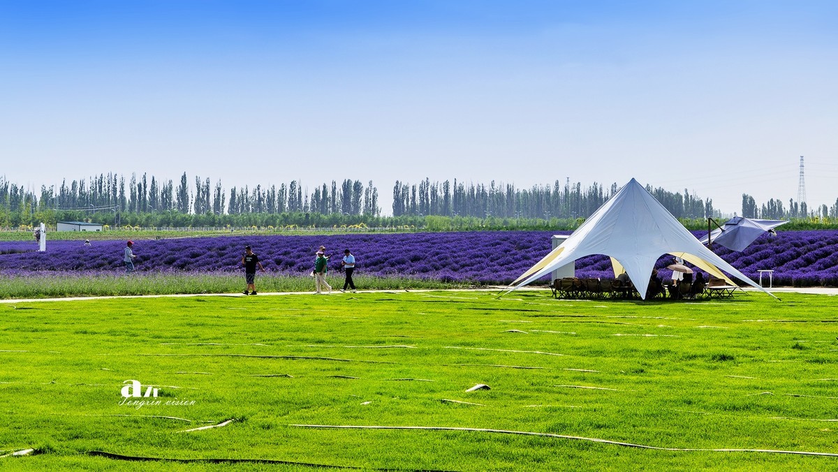 可克达拉薰衣草庄园（1）