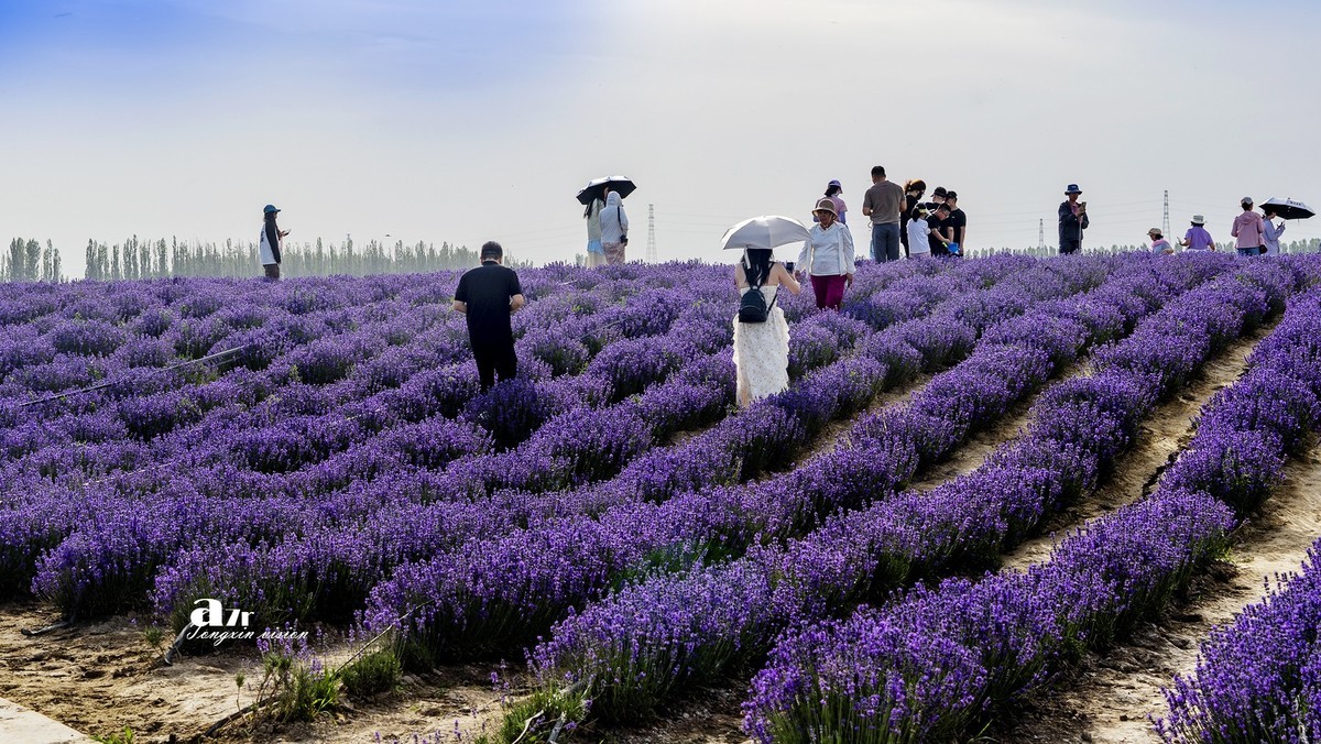 可克达拉薰衣草庄园（1）