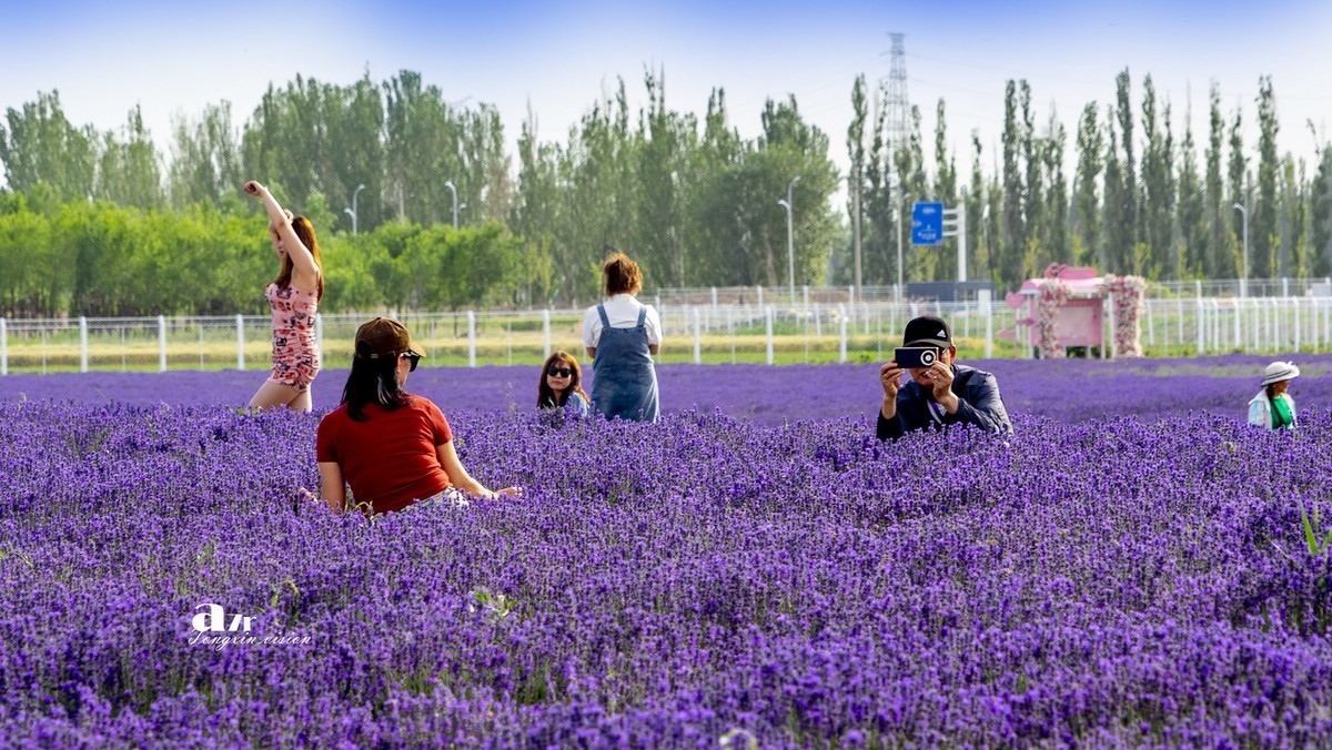 可克达拉薰衣草庄园（1）
