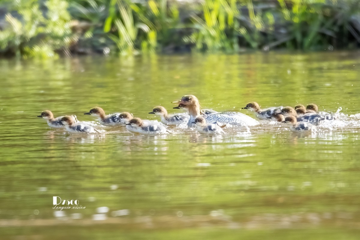 中华秋沙鸭（20）