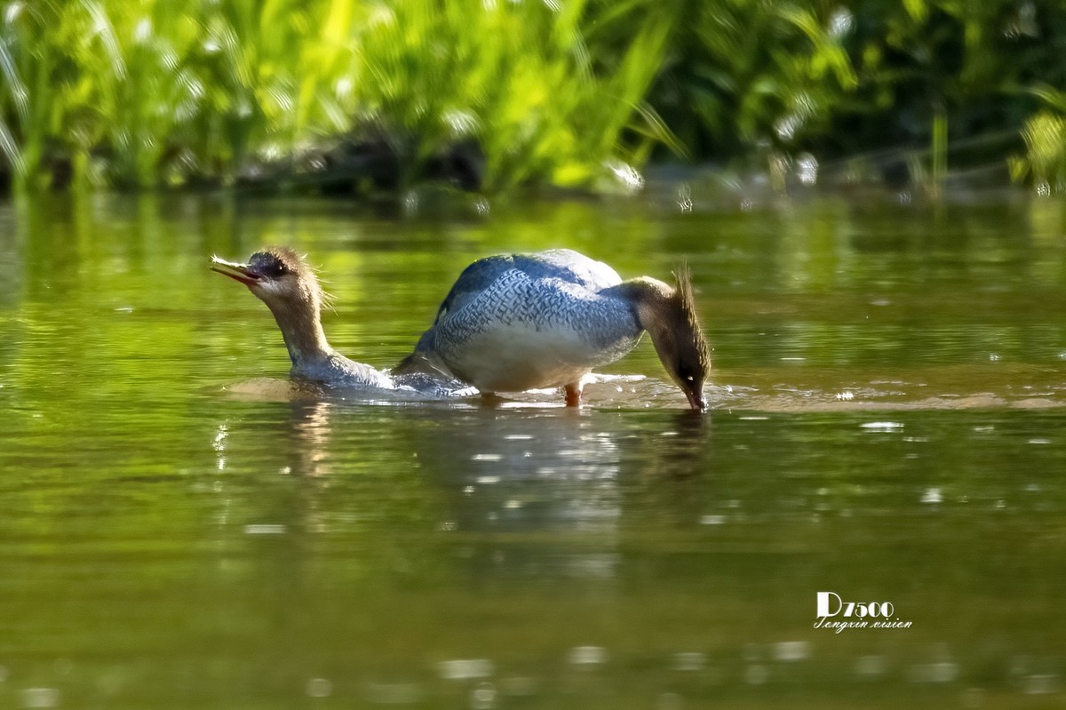 中华秋沙鸭（20）