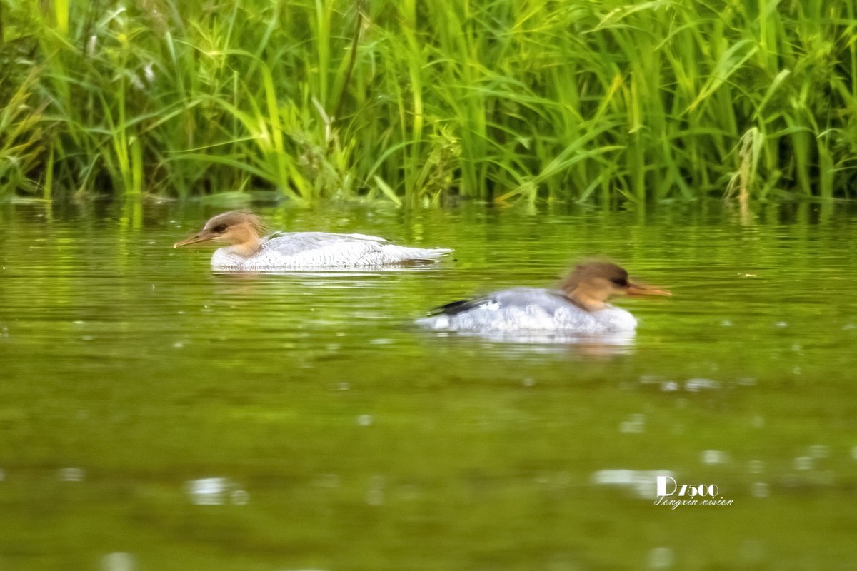 中华秋沙鸭（20）