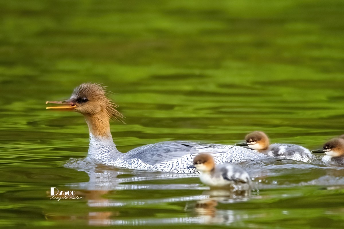 中华秋沙鸭（20）