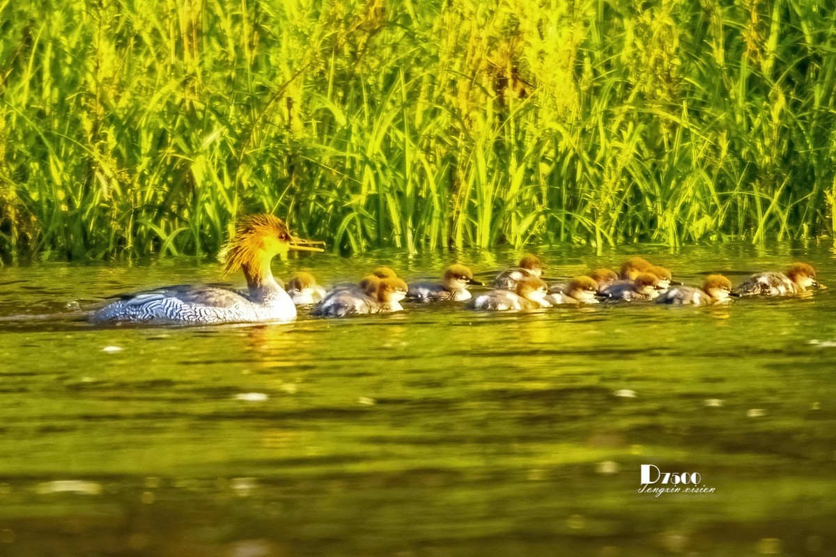 中华秋沙鸭（20）