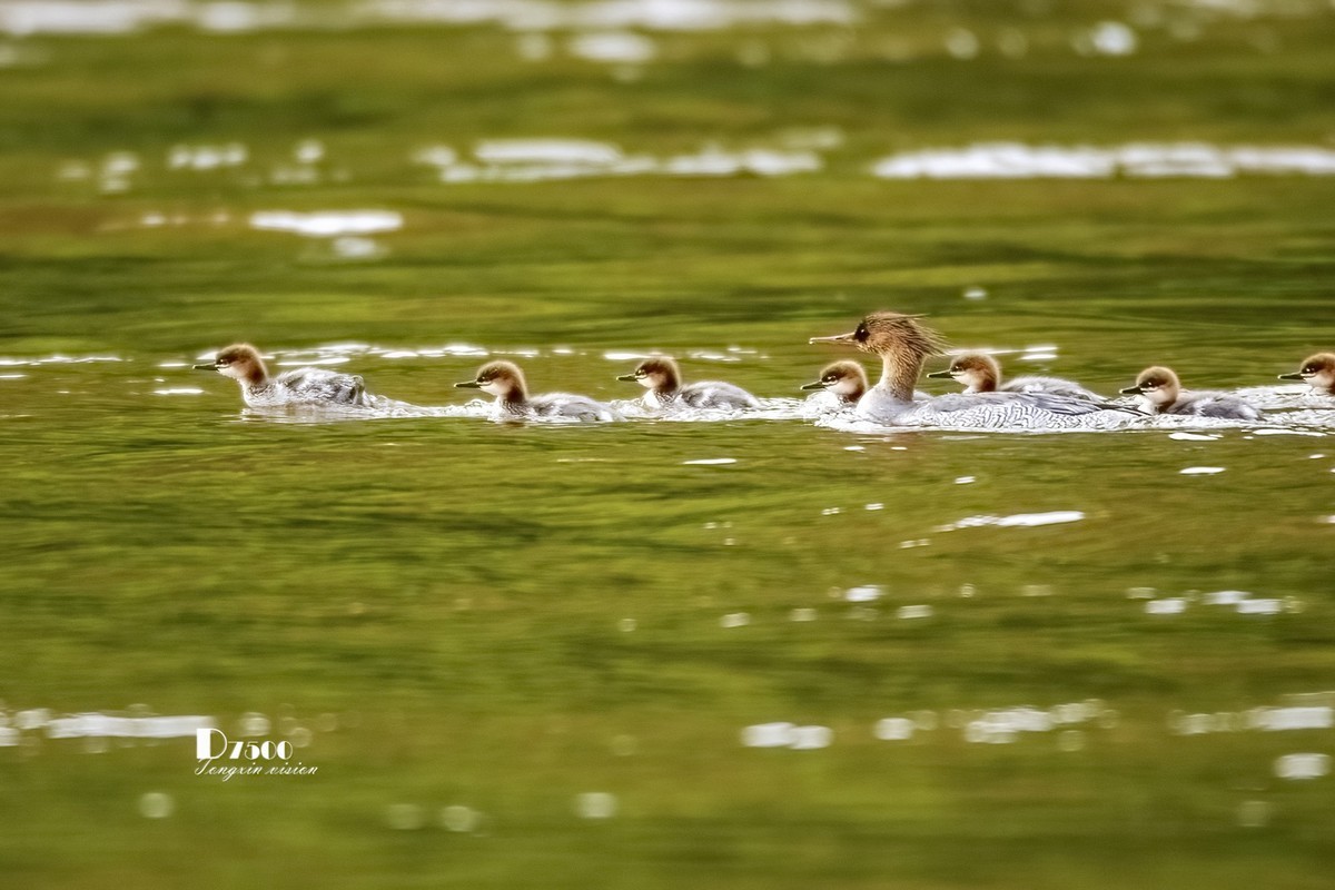 中华秋沙鸭（20）