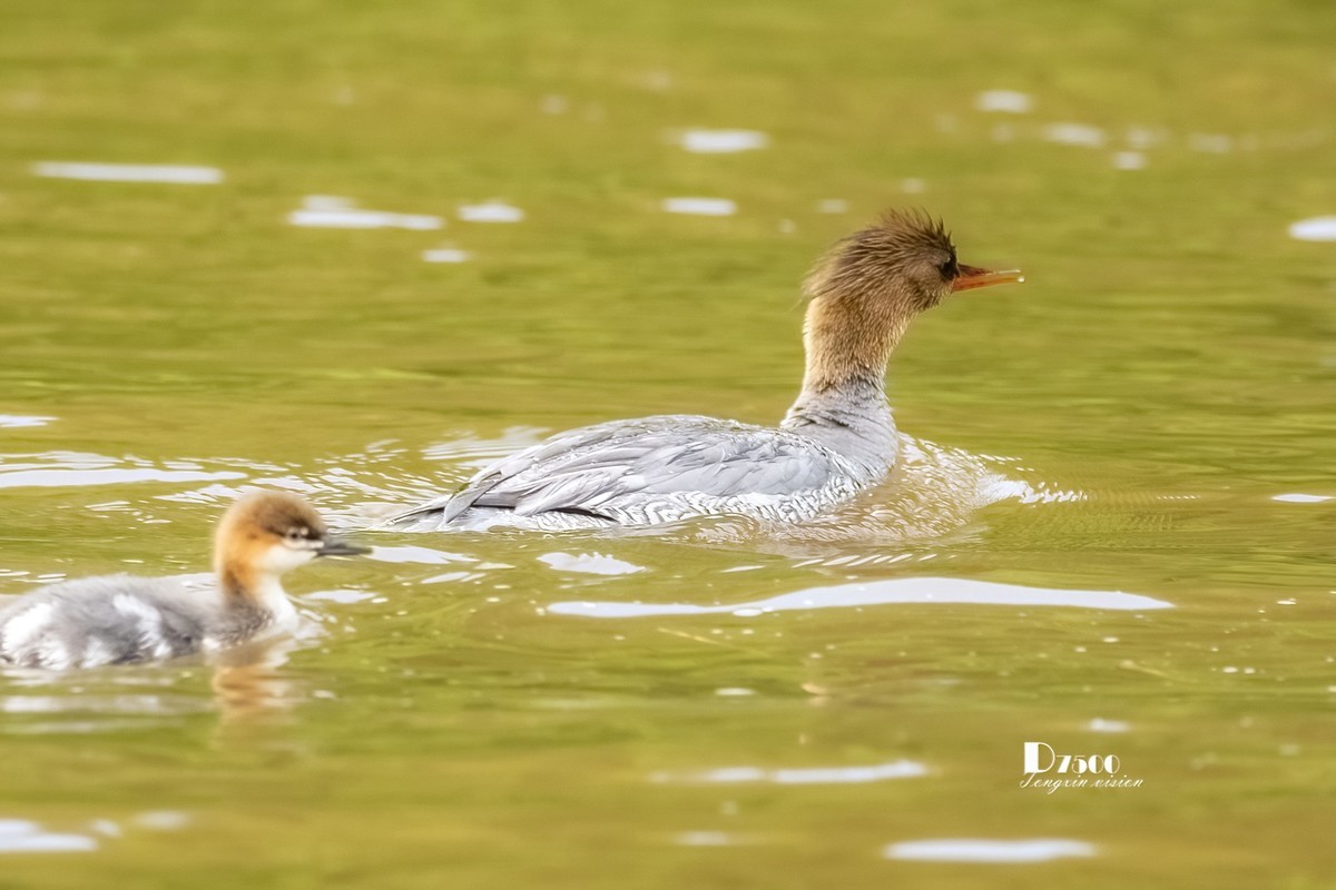 中华秋沙鸭（20）